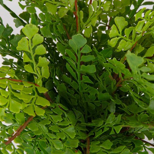 Maidenhair Fern - In Oxidized Container - Gray