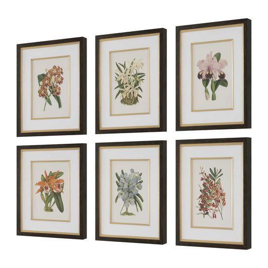 Orchid - Botanical Framed Prints (Set of 6) - Black / Blue / Gold / Green / Orange / Pink / Purple / Red