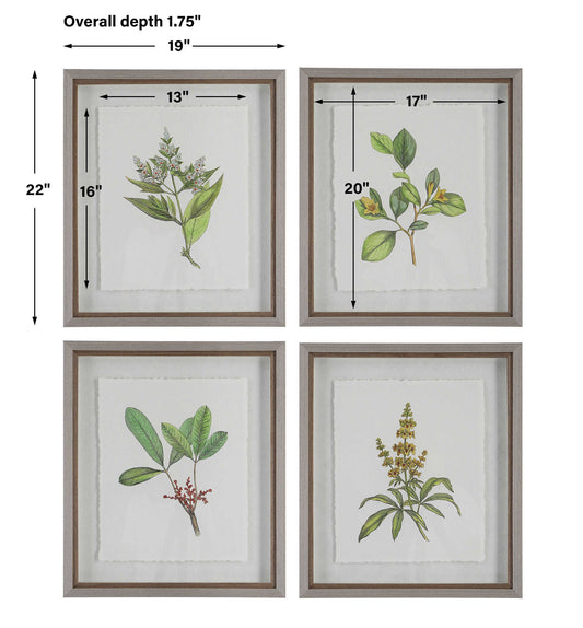 Wildflower Study - Framed Prints (Set of 4)