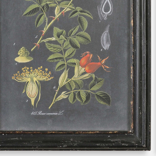 Midnight Botanicals - Wall Art (Set of 2) - Black