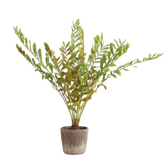 Zamia - Palm Accent In Planter - Green