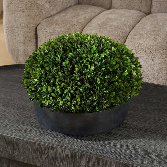 Verdana - Boxwood Centerpiece In Bowl - Gray / Green