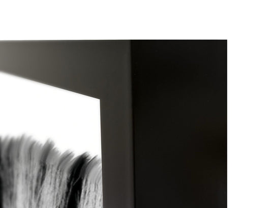 Zebras - 48" x 72" Photography - Black / White