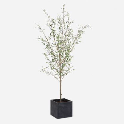 Abundance - Potted Olive Tree - Black