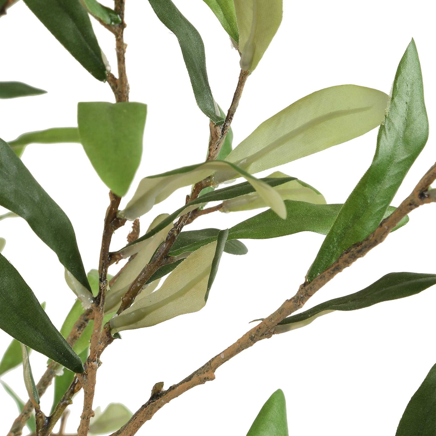 Abundance - Potted Olive Tree - Black
