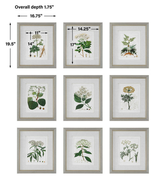 Antique - Botanicals Framed Prints (Set of 9)