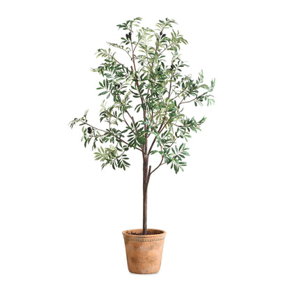 Olea - Potted Olive Tree - Green