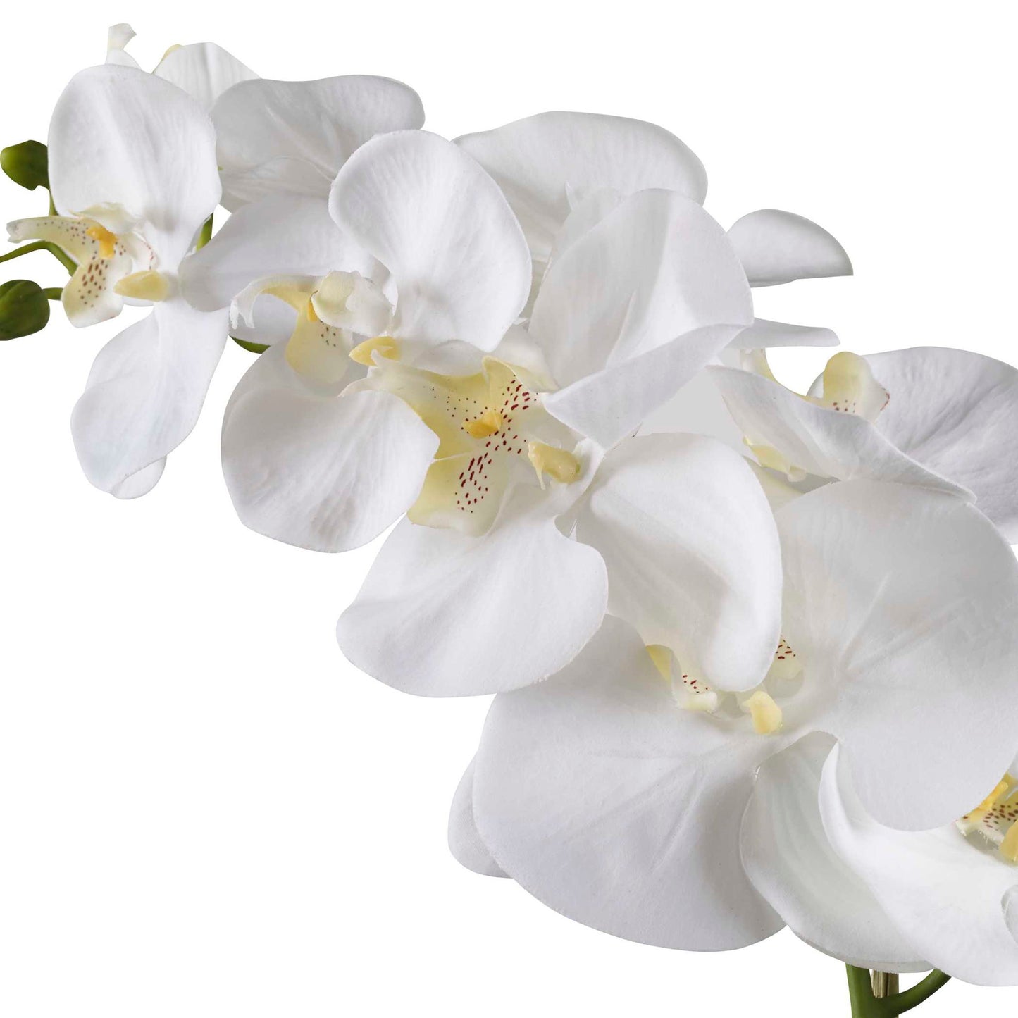 Cami - Orchid - White