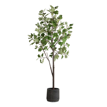 Eden - Potted Fig Tree - Green