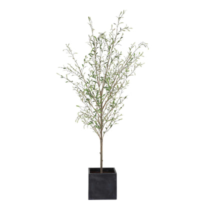 Abundance - Potted Olive Tree - Black