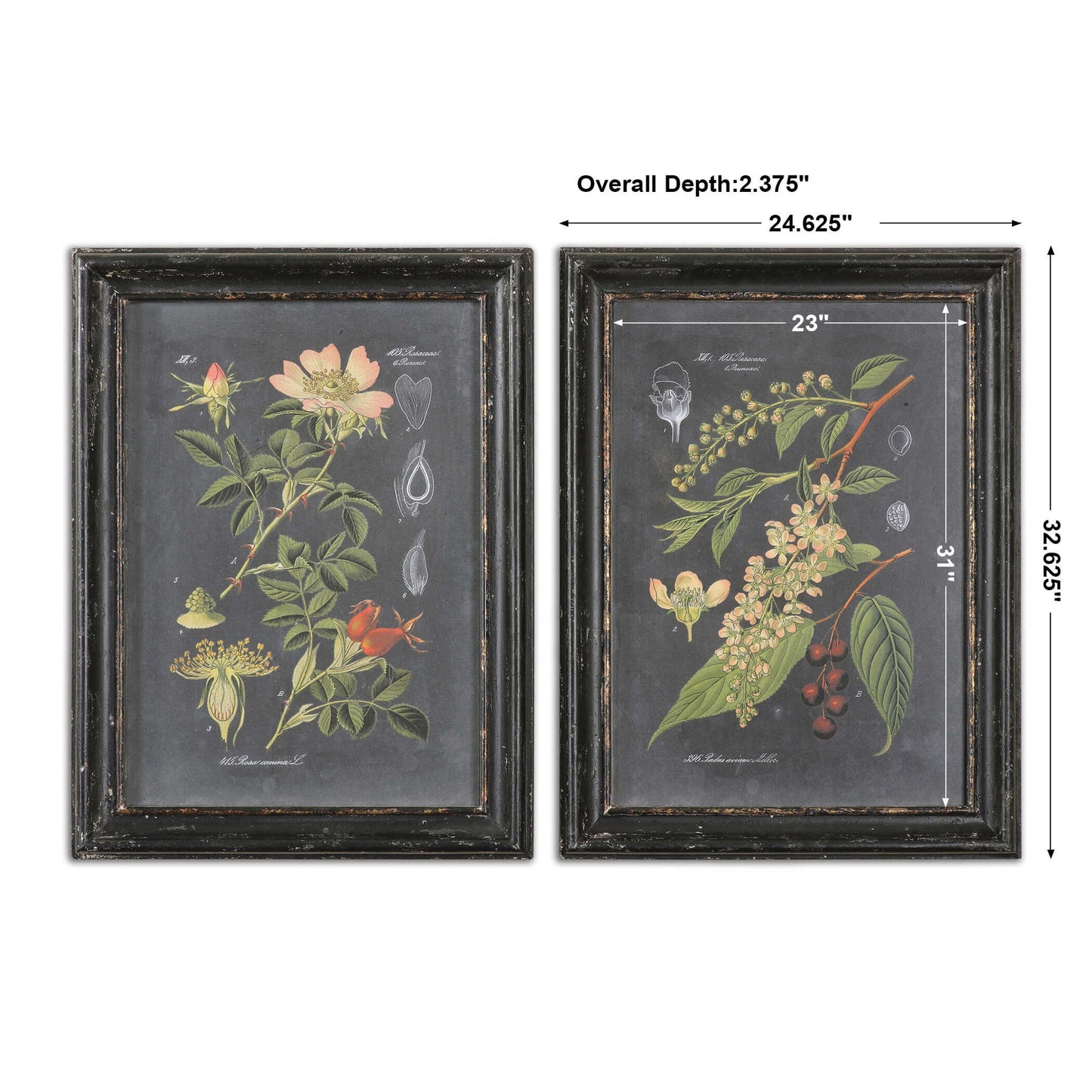 Midnight Botanicals - Wall Art (Set of 2) - Black