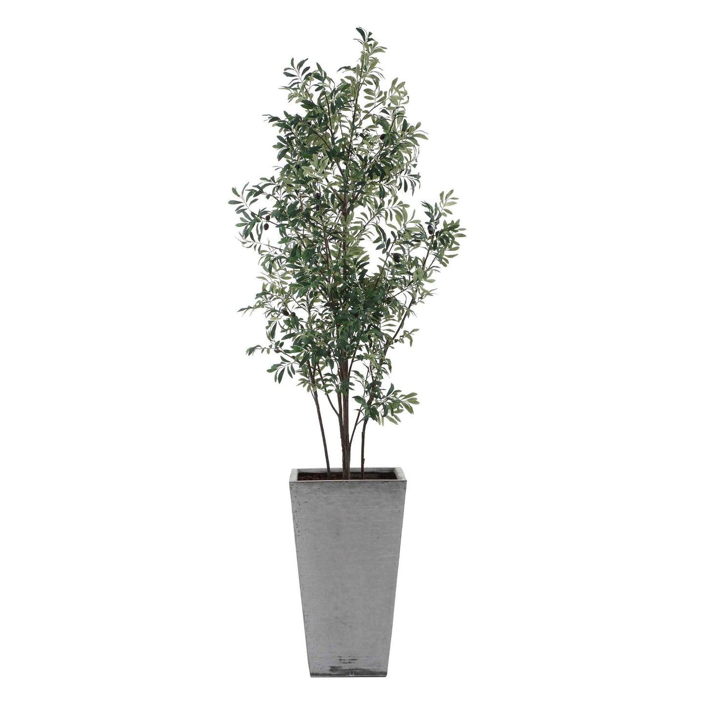 Sonora Olive - Tree In Planter - Gray / Green