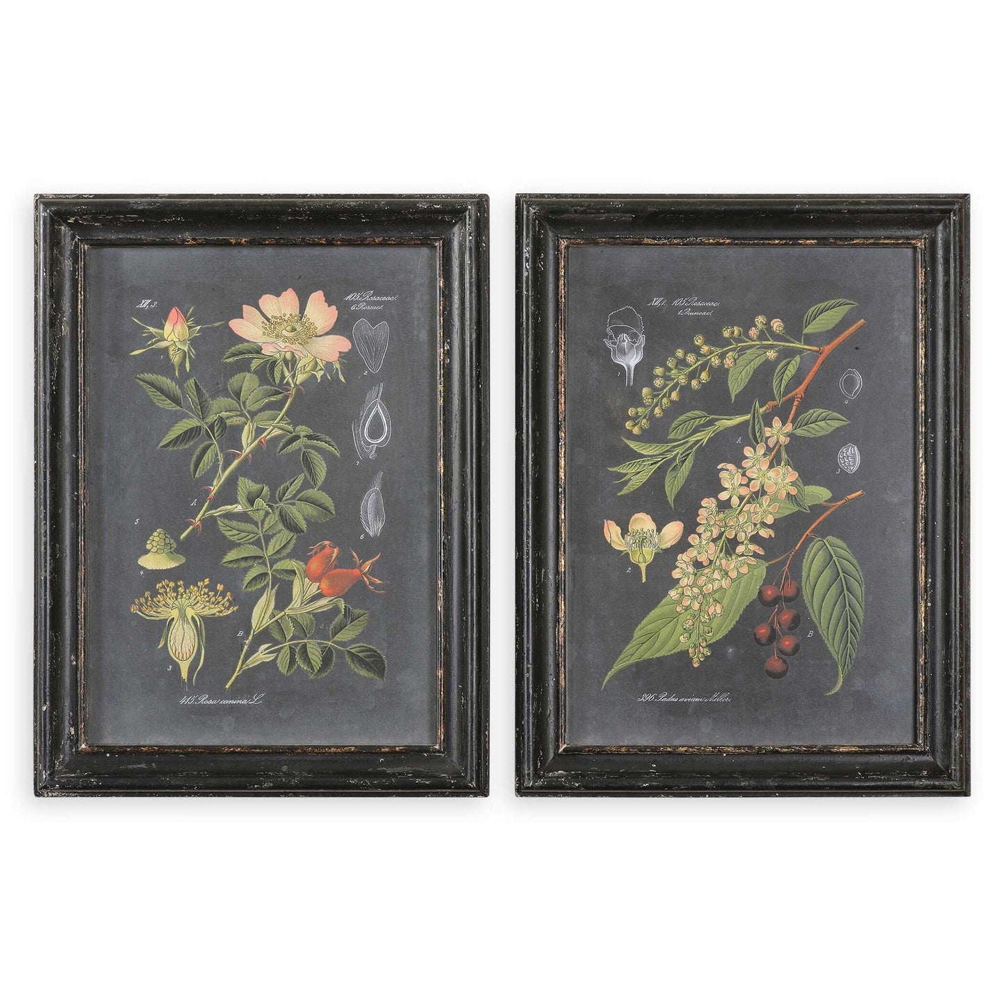 Midnight Botanicals - Wall Art (Set of 2) - Black