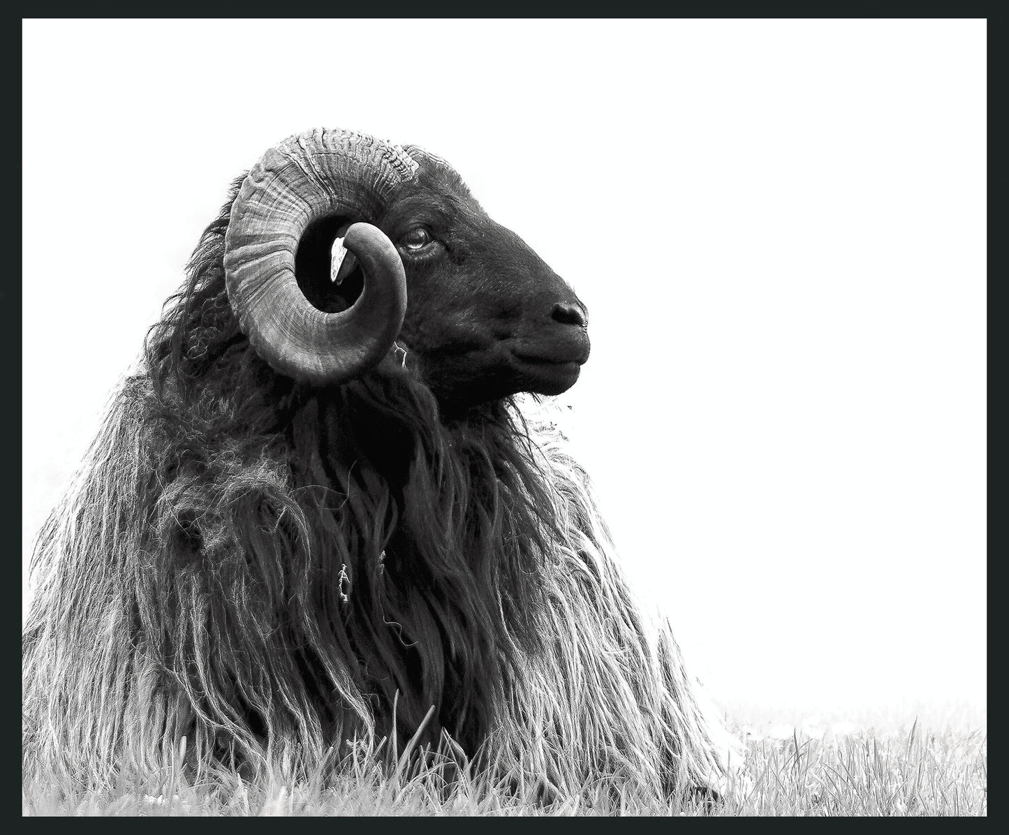 Horn - 48" x 72" Photography - Black / White