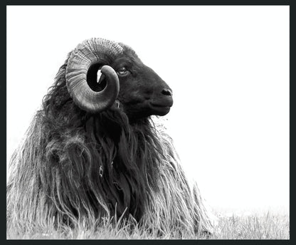 Horn - 48" x 72" Photography - Black / White