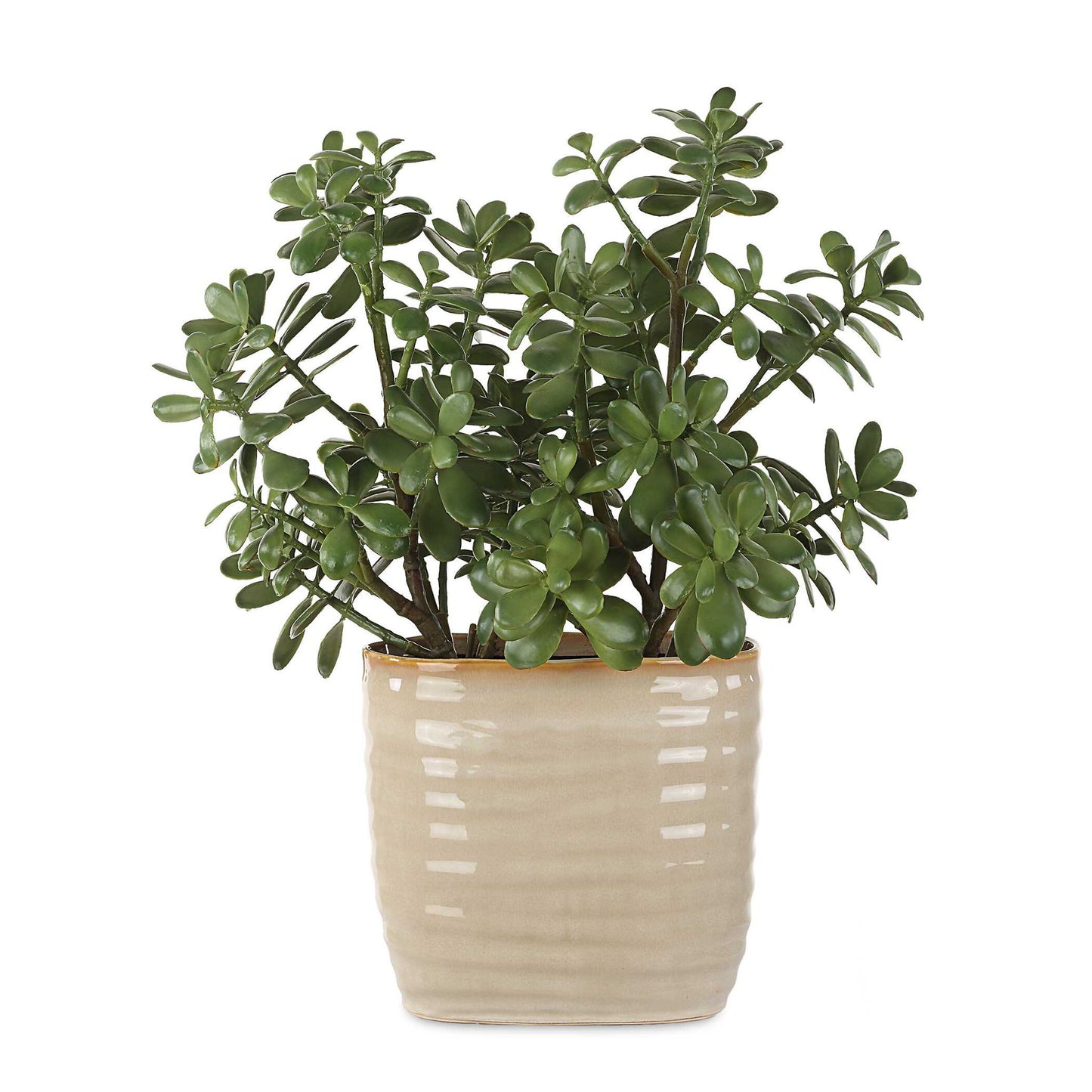 Crassula Jade - Accent Plant - Beige