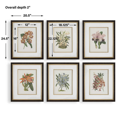 Orchid - Botanical Framed Prints (Set of 6) - Black / Blue / Gold / Green / Orange / Pink / Purple / Red