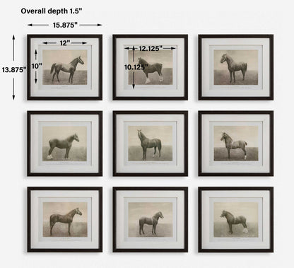 Equine Dynasty - Framed Prints (Set of 9)